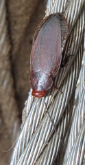 Oxyhaloa deusta