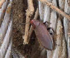 Oxyhaloa deusta