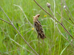 Canephora hirsuta