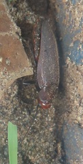 Oxyhaloa deusta