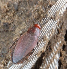 Oxyhaloa deusta