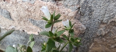 Campanula erinus