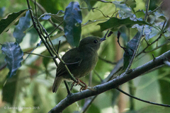 Pipridae