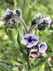 Cynoglossum creticum