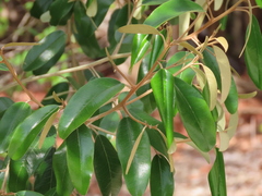 Chrysophyllum oliviforme