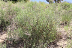 Artemisia arenaria