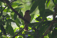 Pachyramphus castaneus