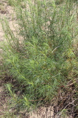 Artemisia arenaria