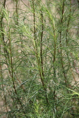 Artemisia arenaria