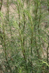Artemisia arenaria