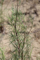 Artemisia arenaria