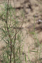 Artemisia arenaria