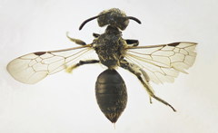 Andrena minutula