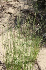 Artemisia arenaria