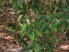 Chrysophyllum oliviforme