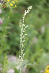 Artemisia armeniaca