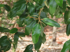 Chrysophyllum oliviforme