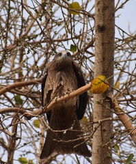 Milvus migrans govinda