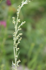 Artemisia armeniaca