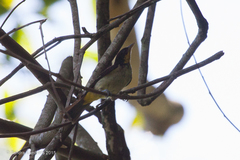 Hemithraupis flavicollis