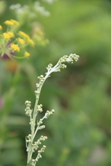 Artemisia armeniaca