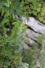Artemisia armeniaca