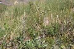 Artemisia armeniaca