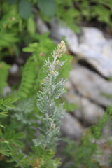 Artemisia armeniaca