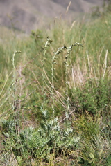 Artemisia armeniaca