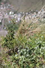 Artemisia armeniaca