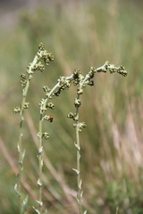 Artemisia armeniaca