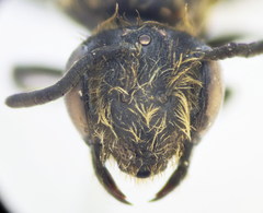 Andrena minutula