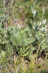 Artemisia armeniaca