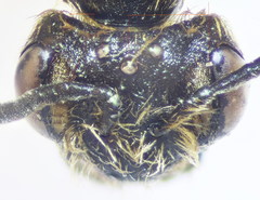 Andrena minutula