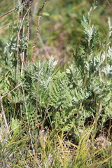 Artemisia armeniaca