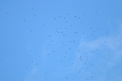 Streptoprocne zonaris