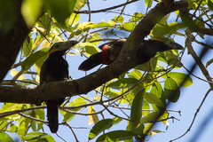 Selenidera maculirostris
