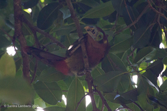 Selenidera maculirostris