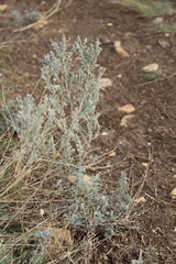 Artemisia austriaca
