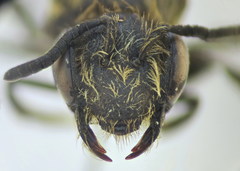 Andrena minutula