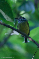 Myiornis auricularis