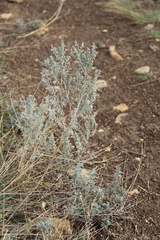 Artemisia austriaca
