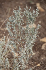 Artemisia austriaca
