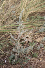 Artemisia austriaca