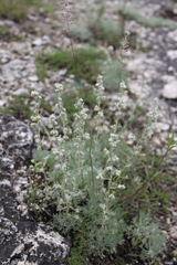 Artemisia alpina