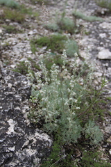 Artemisia alpina