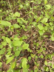 Neviusia alabamensis