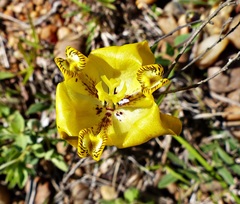 Cypella laeta