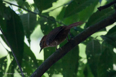 Philydor atricapillus