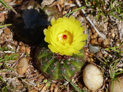 Parodia ottonis